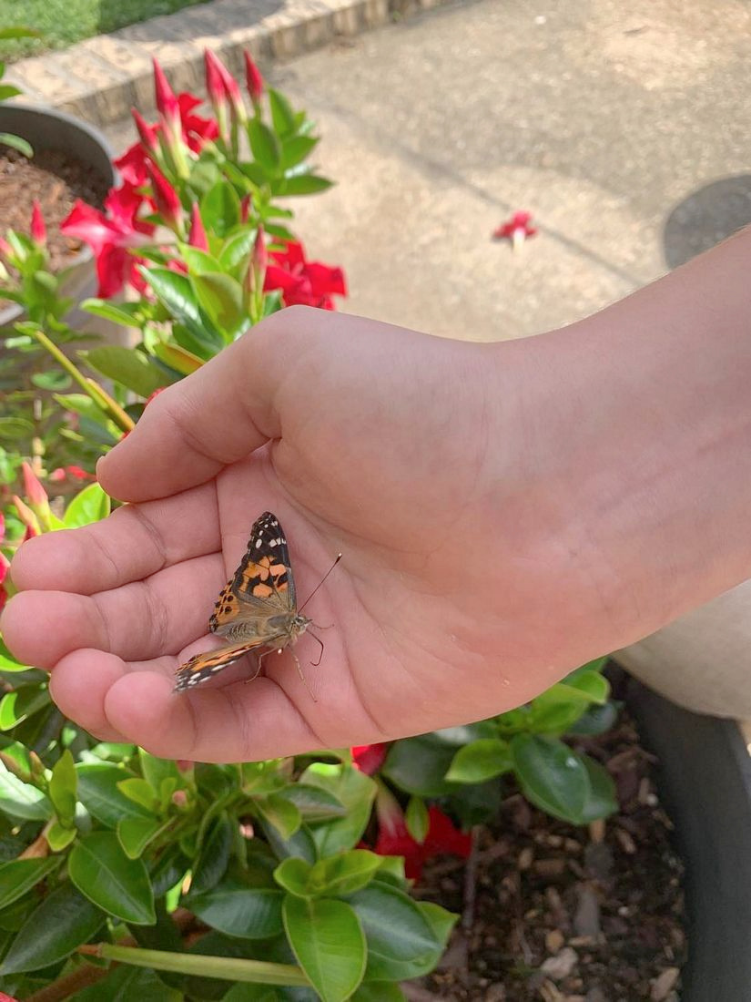 Butterfly Nectar Kit
